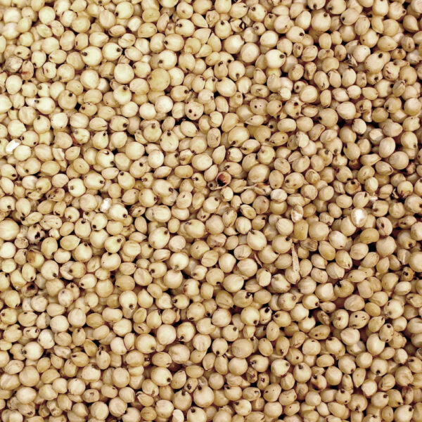 White Sorghum