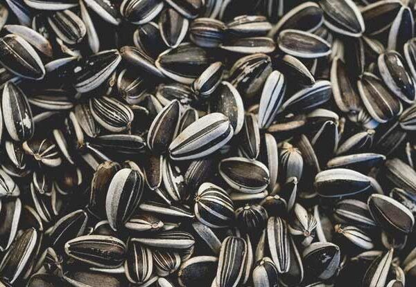 Sunflower Seeds